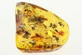 Detailed Fossil Ants (Formicidae) In Baltic Amber - Over Ants! #275339-2